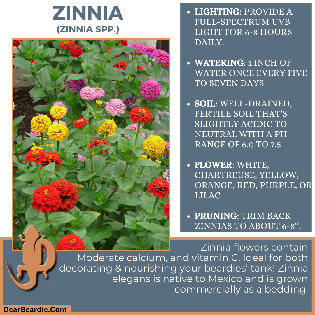 Zinnia for bearded dragon flowers edible flowers for bearded dragons include Zinnia spp flowers safe for bearded dragons, safe flowers for Bearded Dragons, what flowers are safe for bearded dragons to eat