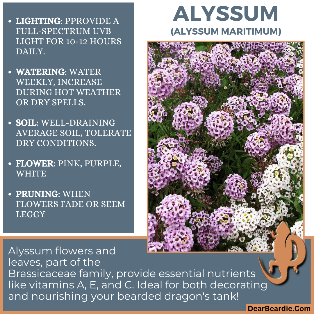 alyssum for bearded dragon flowers, edible flowers for bearded dragons include Alyssum Maritimum flowers safe for bearded dragons, safe flowers for Bearded Dragons, what flowers are safe for bearded dragons to eat