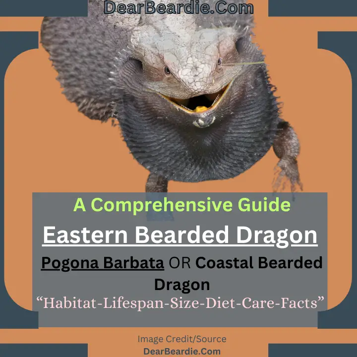 Eastern Bearded Dragon ‘Coastal Bearded Dragon’ (Barbata)