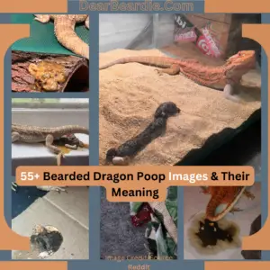 Bearded Dragon Poop Images