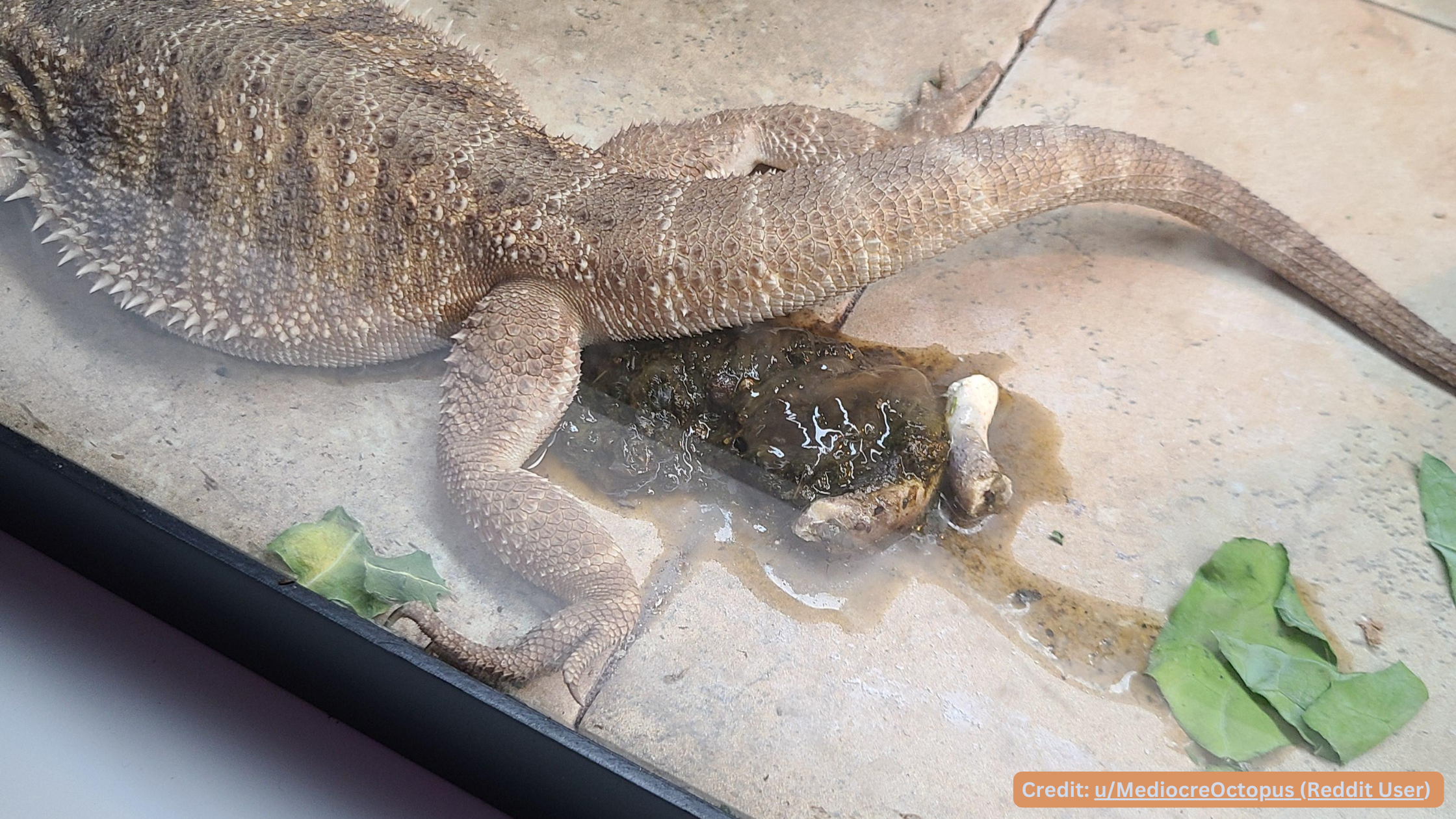 Bearded Dragon Poop Images